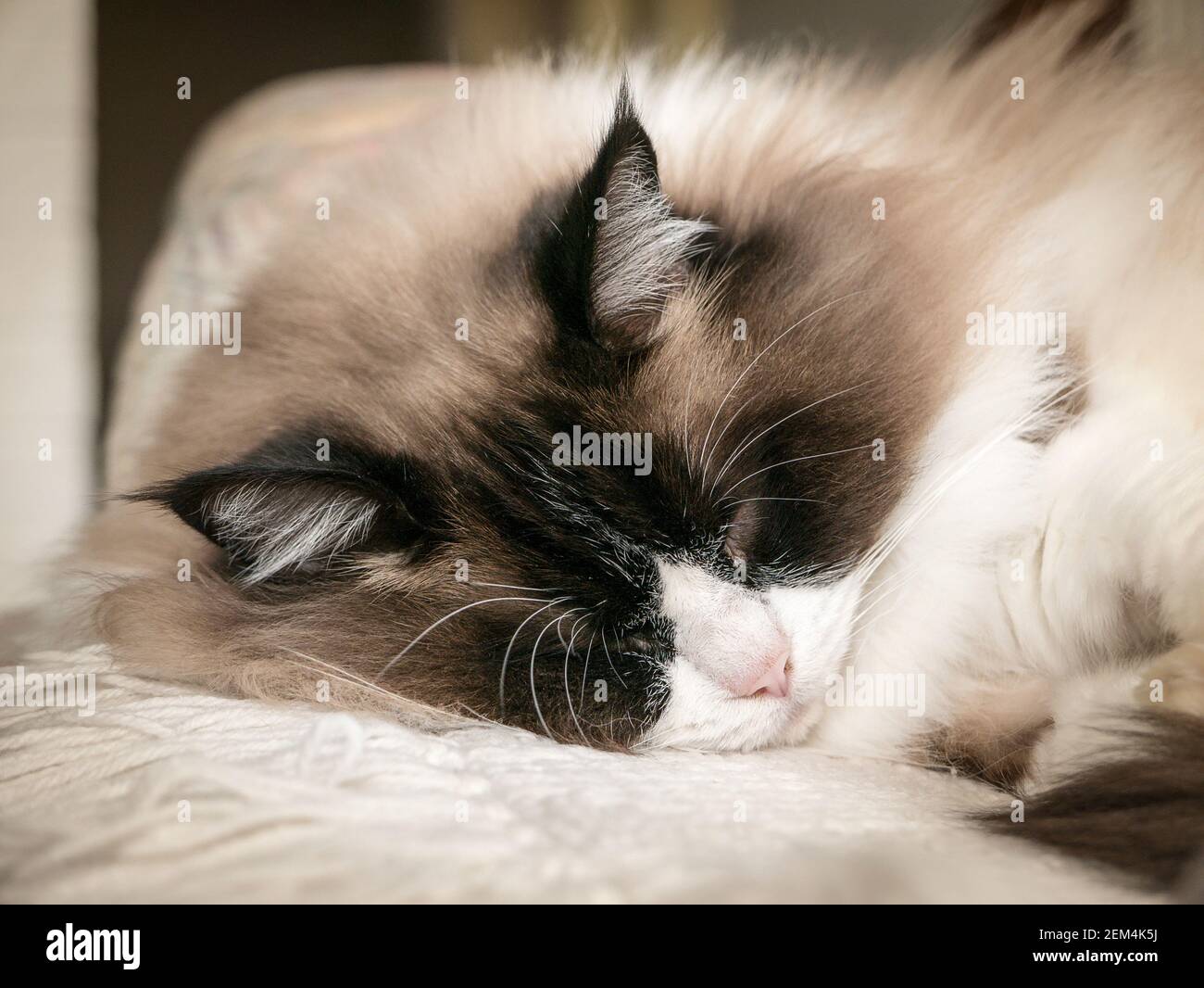 Gran primer plano de un gato inglés Ragdoll mostrando facial bicolor marcas y largazos oculares largos cuando está de humor soñoliento Foto de stock