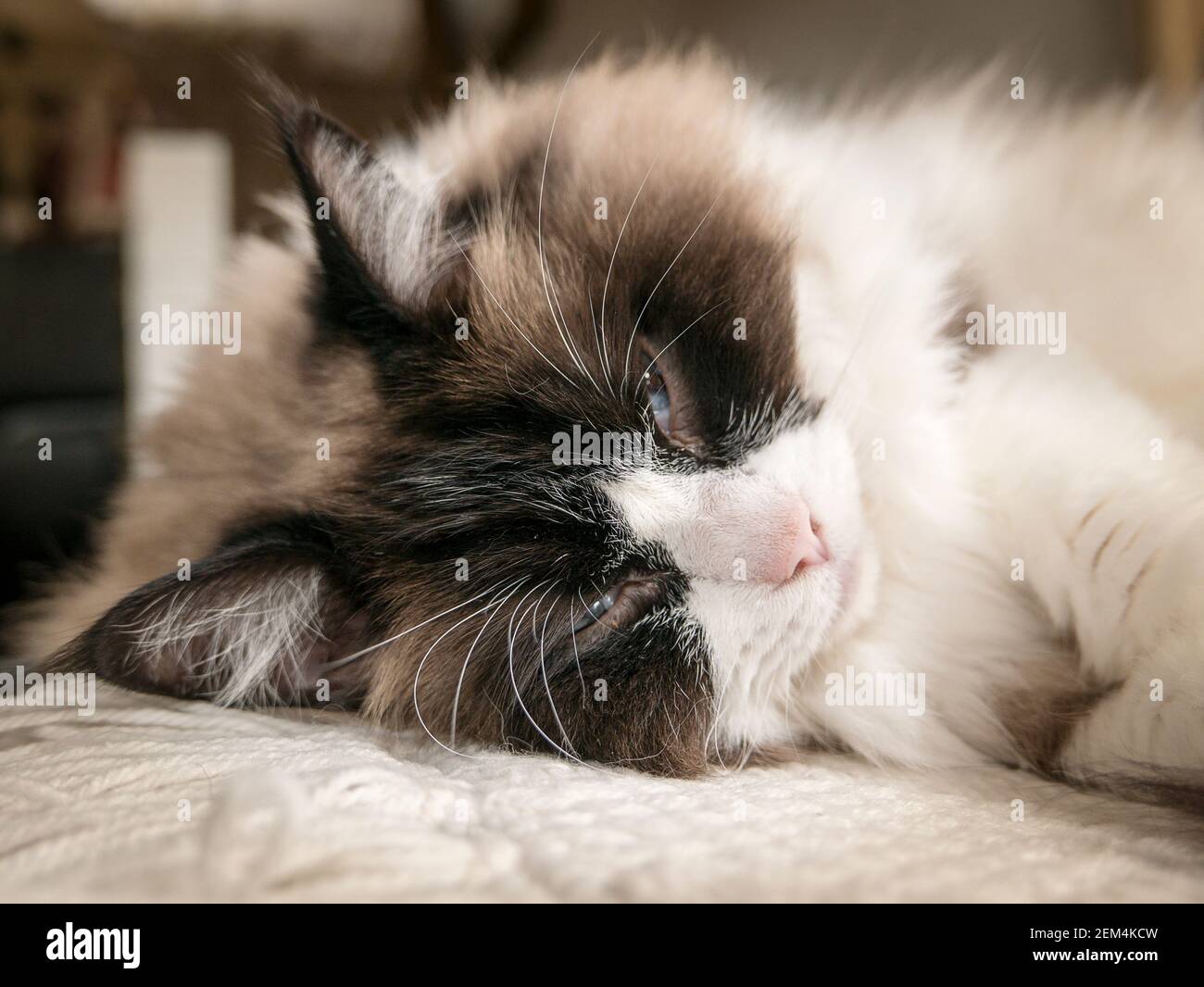 Gran primer plano de un gato inglés Ragdoll mostrando facial bicolor marcas y erupciones oculares largas cuando está de humor somnolent Foto de stock