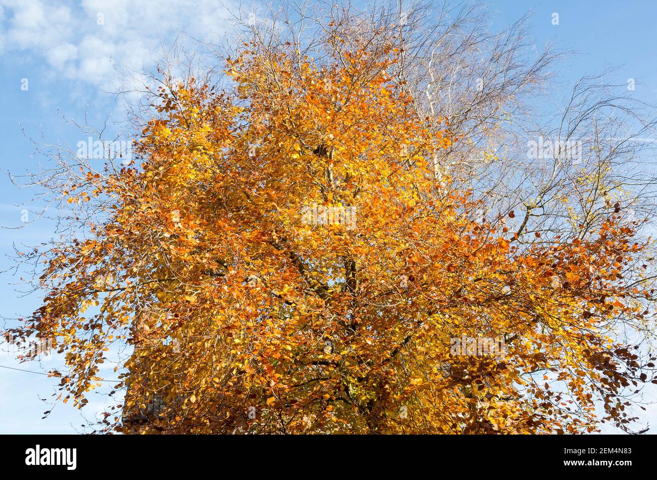 Este viejo árbol de haya ya ha comenzado a derramar sus hojas otoñales, pero sigue siendo una hermosa vista en noviembre Foto de stock