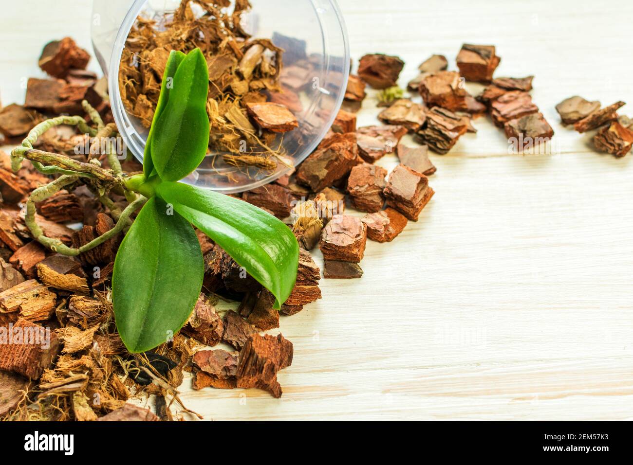 La phalaenopsis de la orquídea plantando, tierra, raíz y musgo en el fondo  de madera. Texto Fotografía de stock - Alamy