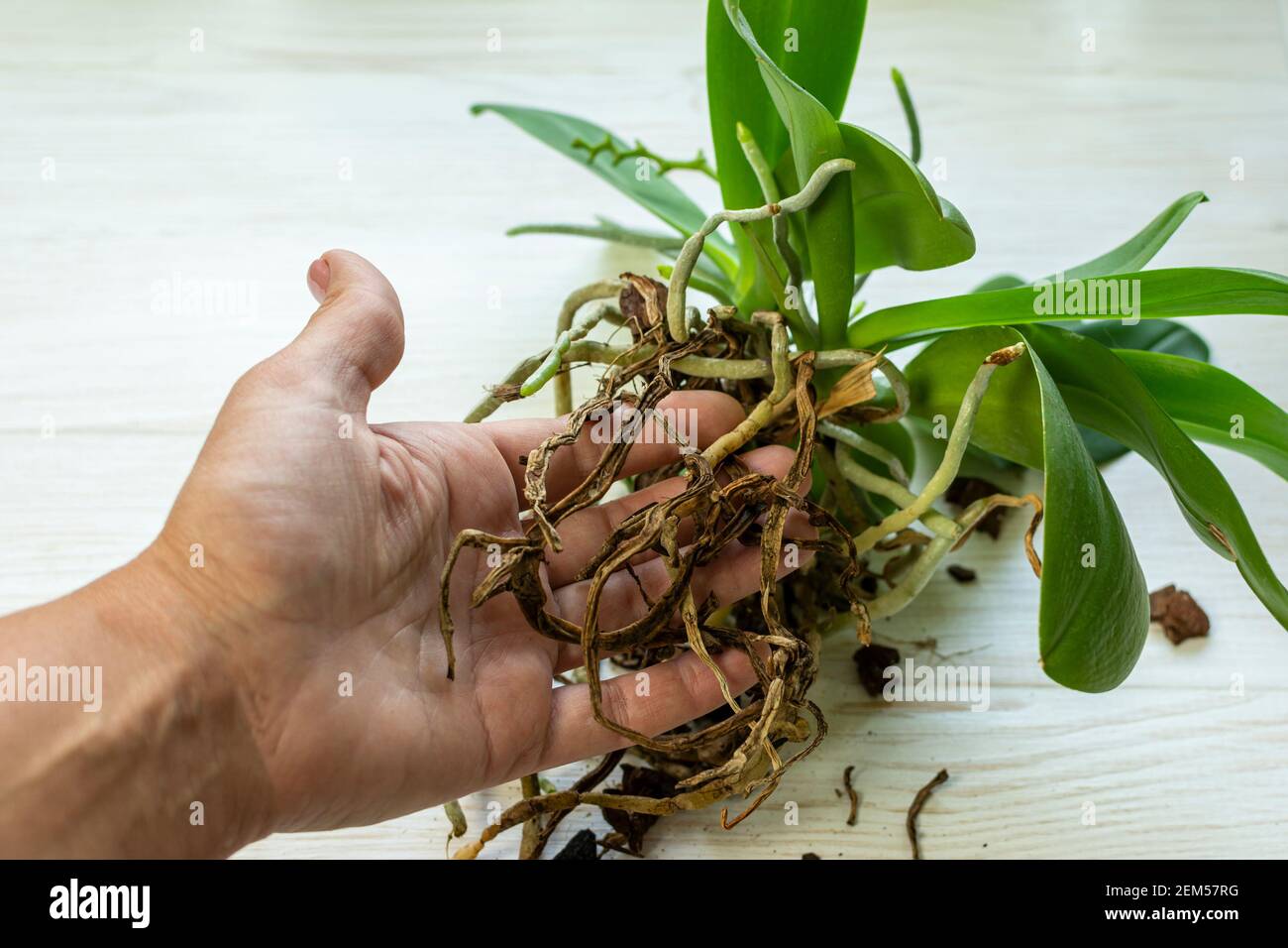 Planta de orquídeas con raíz enferma en la mano sobre fondo blanco. Raíces enfermas de la orquídea. La planta necesita trasplante Fotografía de stock - Alamy