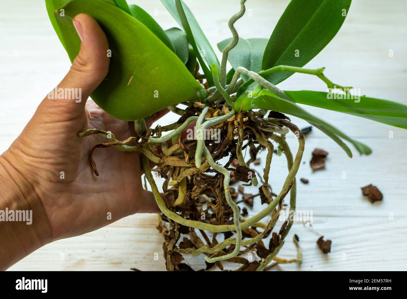 Planta de orquídeas con raíz enferma en la mano sobre fondo blanco. Raíces  enfermas de la orquídea. La planta necesita un trasplante Fotografía de  stock - Alamy