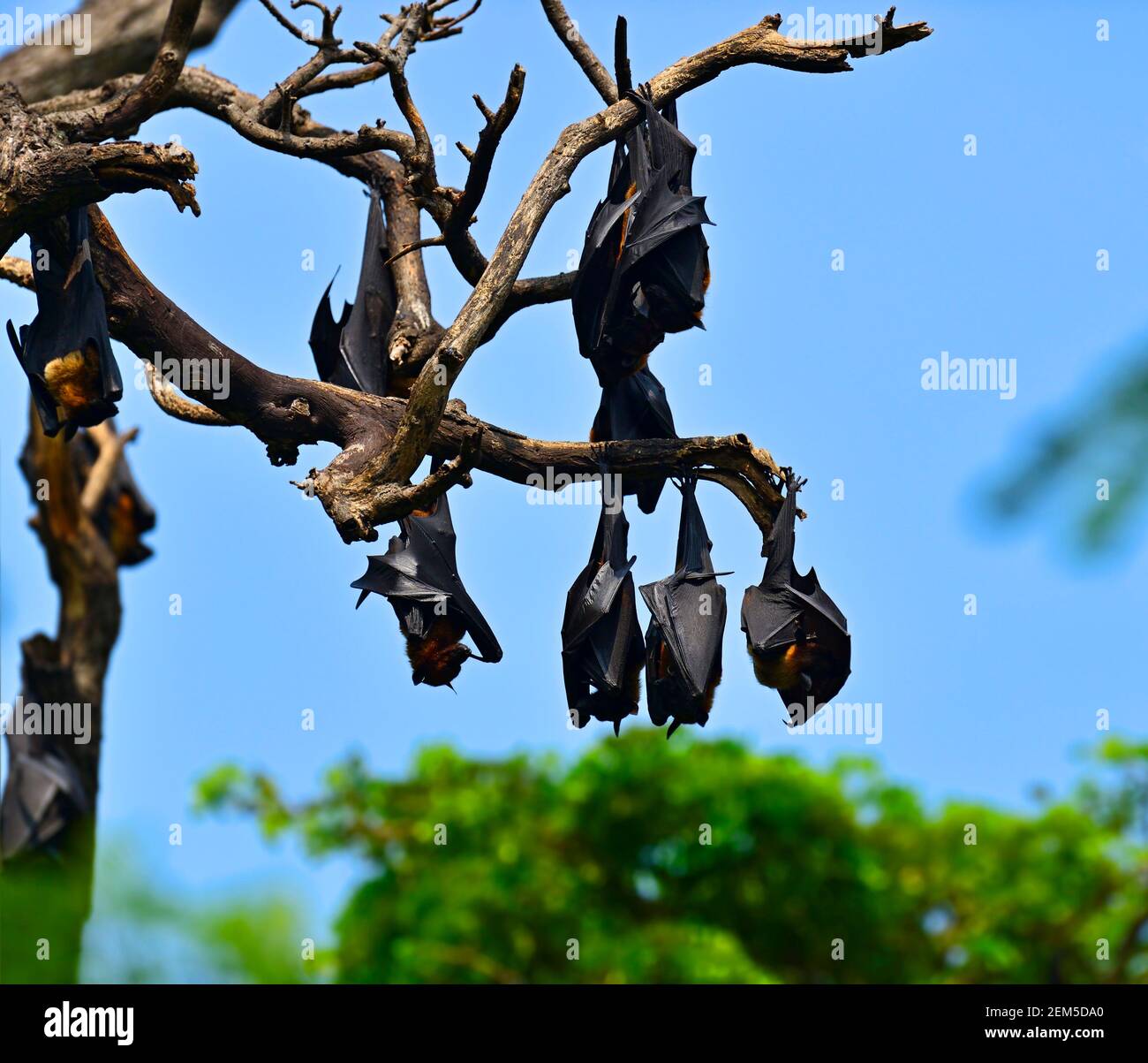 Perros voladores en la naturaleza en la isla de Sri Lanka Foto de stock