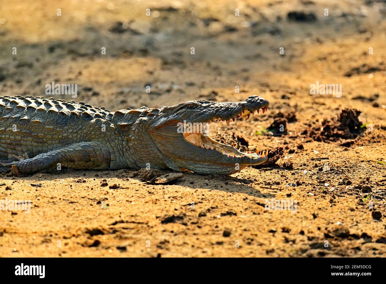 Cocodrilo salvaje en la isla de Sri Lanka Fotografía de stock - Alamy