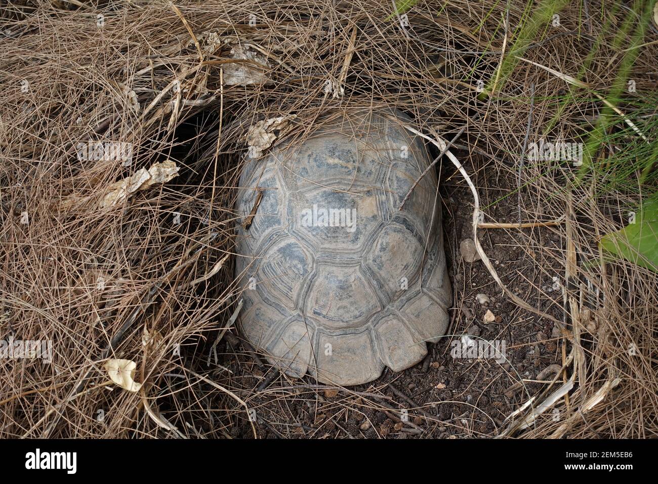Tortuga de bosque con un eclosionamiento que se aestivan bajo aguja de pino anidan en un caluroso día de verano. Foto de stock