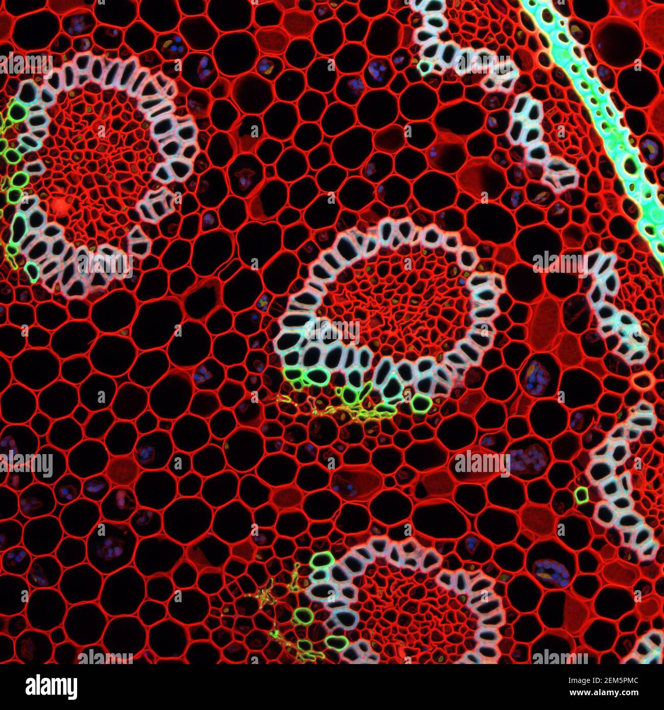 Muestra microscópica de planta de Convallaria, señal de fluorescencia observada con microscopía de barrido láser confocal Foto de stock