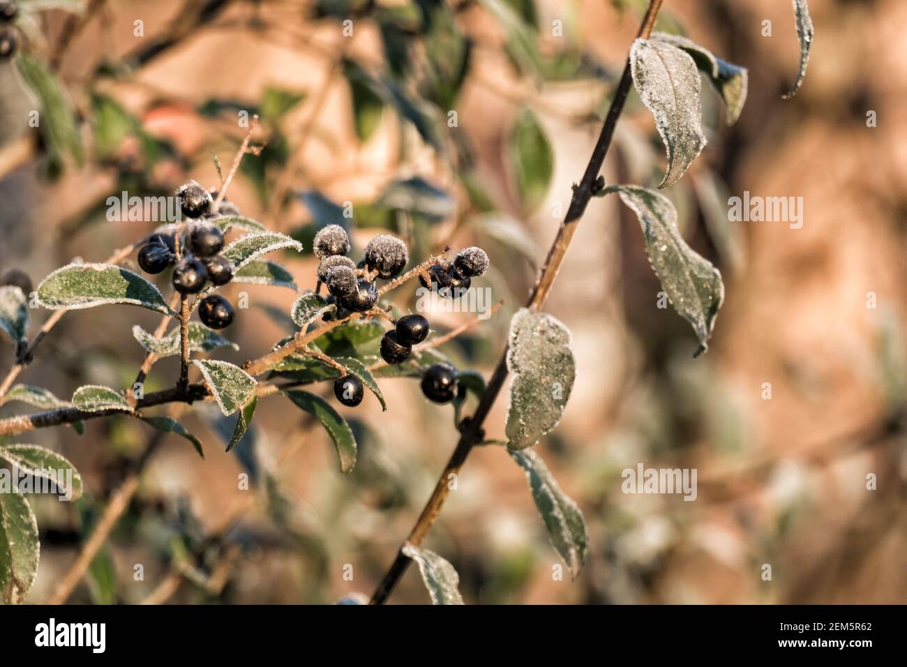 Negro Frosty privet (Ligustrum vulgare) Foto de stock