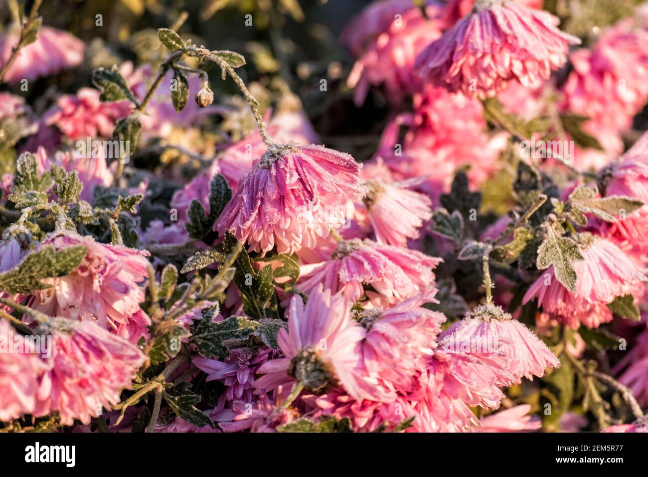 Crisantemos de jardín rosa cubiertos de escarcha (Crisantemo morifolium) Foto de stock
