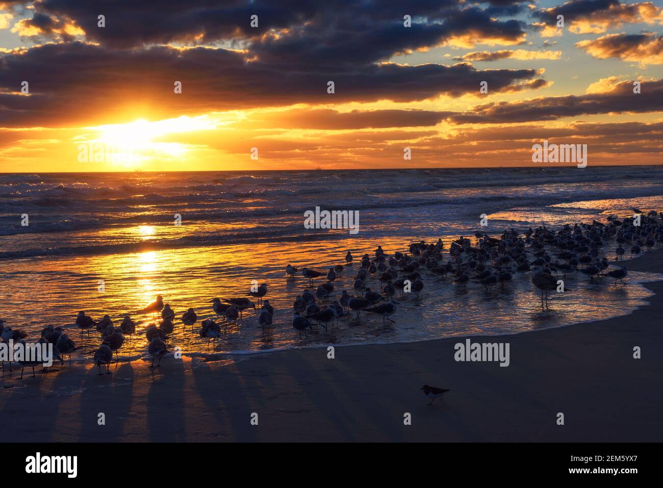 Gran rebaño de gaviotas sobre una playa de arena en Florida al atardecer Foto de stock
