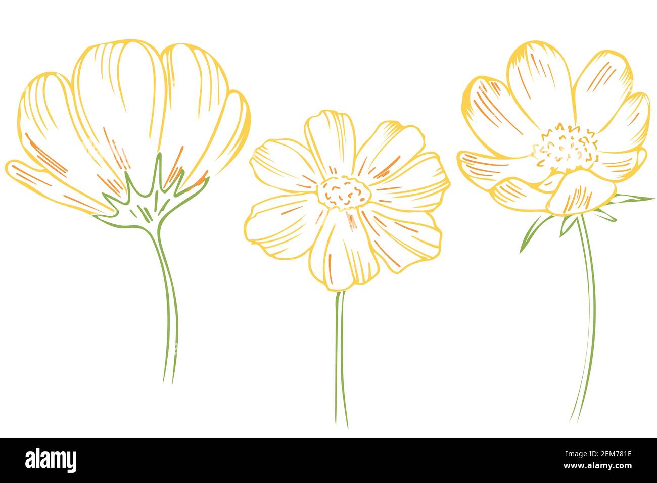 Un conjunto de flores. Conjunto coloreado de bocetos de flores amarillas.  Vector. Dibujo a mano alzada Imagen Vector de stock - Alamy