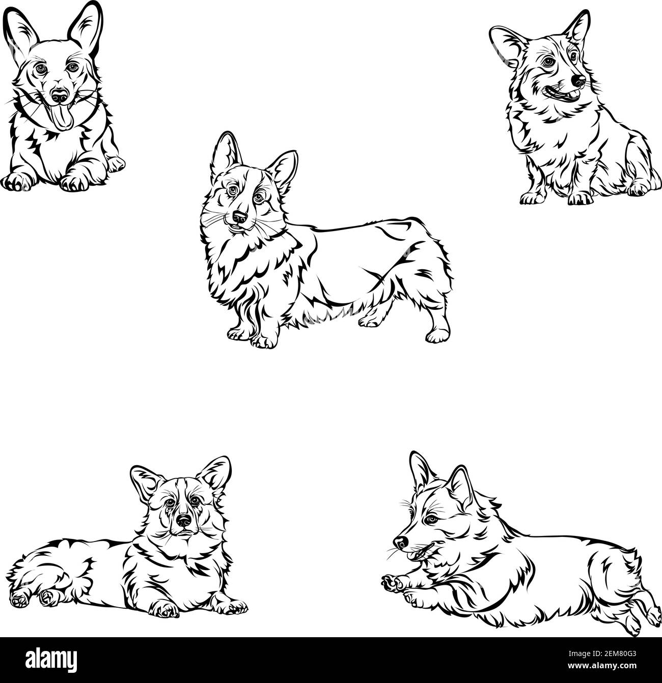 Perro Corgi Imagenes De Stock En Blanco Y Negro Alamy Perro Corgi Imagenes De Stock En Blanco Y Negro Alamy