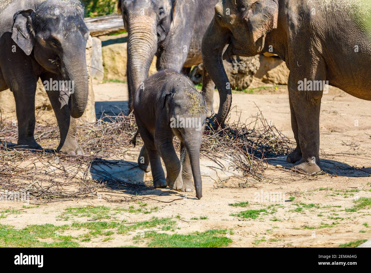 Una manada de elefantes en el zoológico se alimenta de ramas. El elefante bebé está tratando de escapar de ellos. Foto de stock