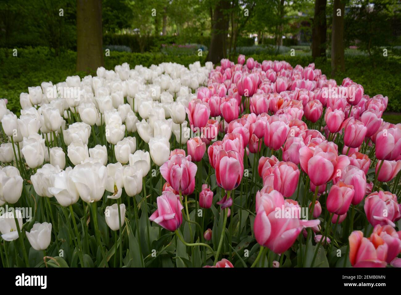 Hermoso rosa y también tulipanes blancos en flor en un jardín en Amsterdam, Holanda. Foto de stock