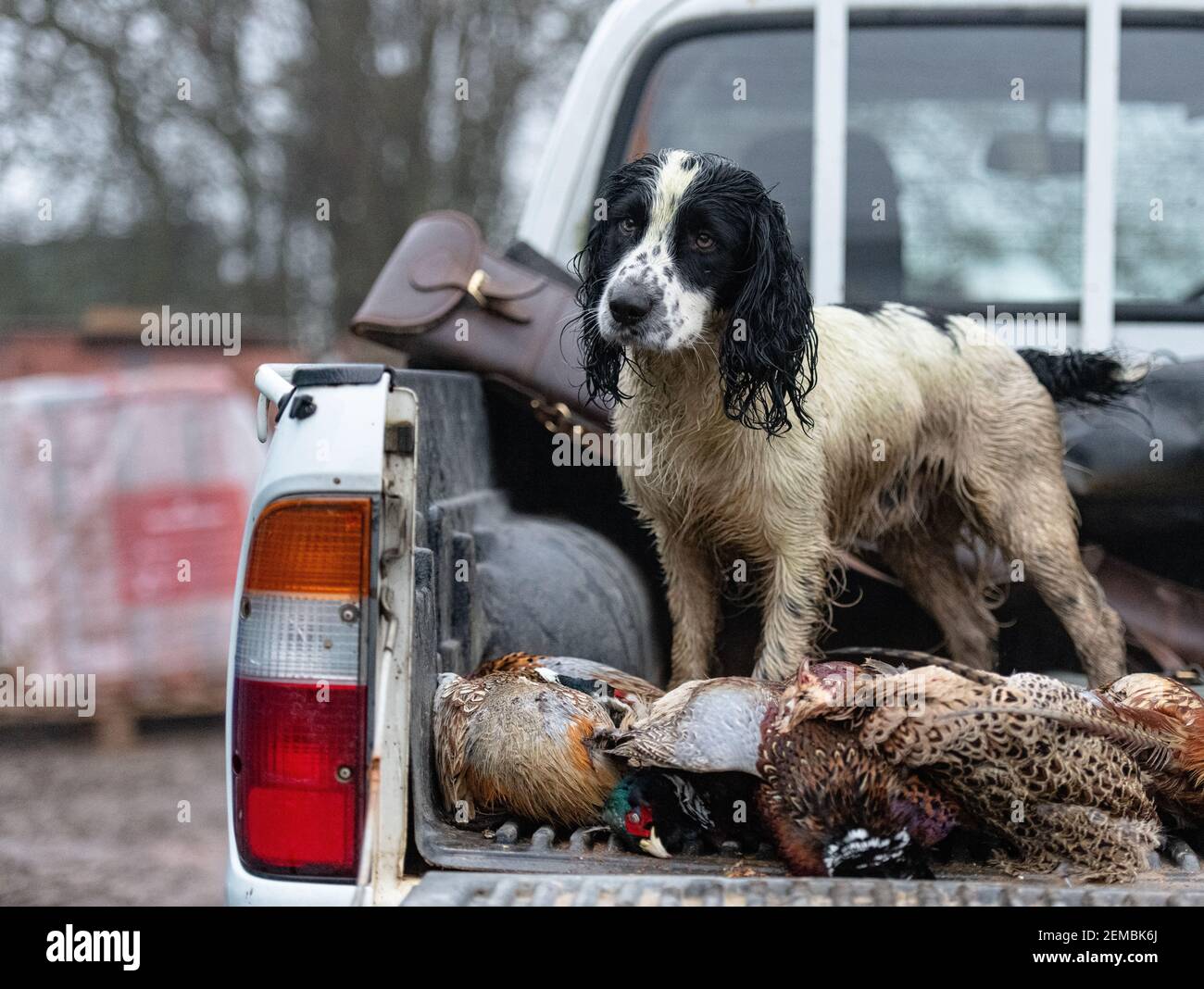 gallinero en la parte trasera de un camión pick up con faisanes disparados Foto de stock