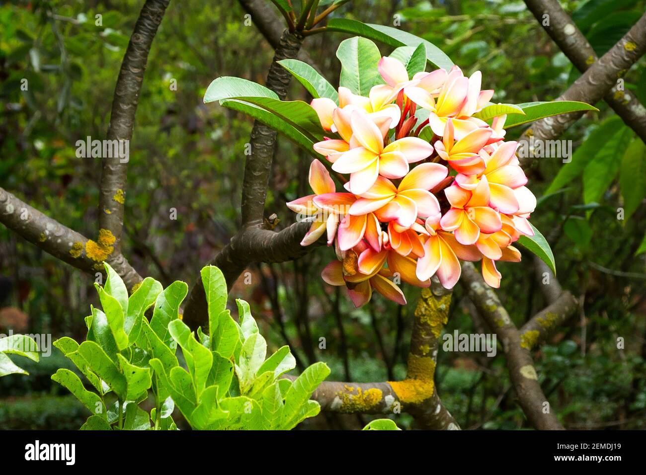 Frangipani plumeria flower madeira fotografías e imágenes de alta  resolución - Alamy