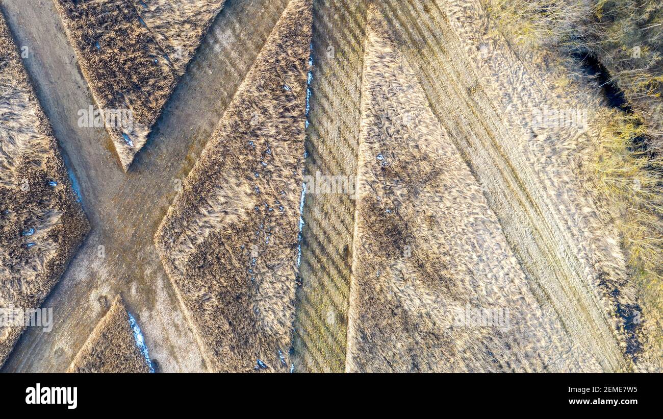 24 de febrero de 2021, Sajonia-Anhalt, Wanzleben: Se pueden ver patrones de mudos en las cañas de Faulen See, una zona boscosa con praderas salinas, álamos y matorral seco. (Grabado con un drone). El 'Faule See' está situado en el Magdeburger Börde al este de Wanzleben. Foto: Stephan Schulz/dpa-Zentralbild/ZB Foto de stock