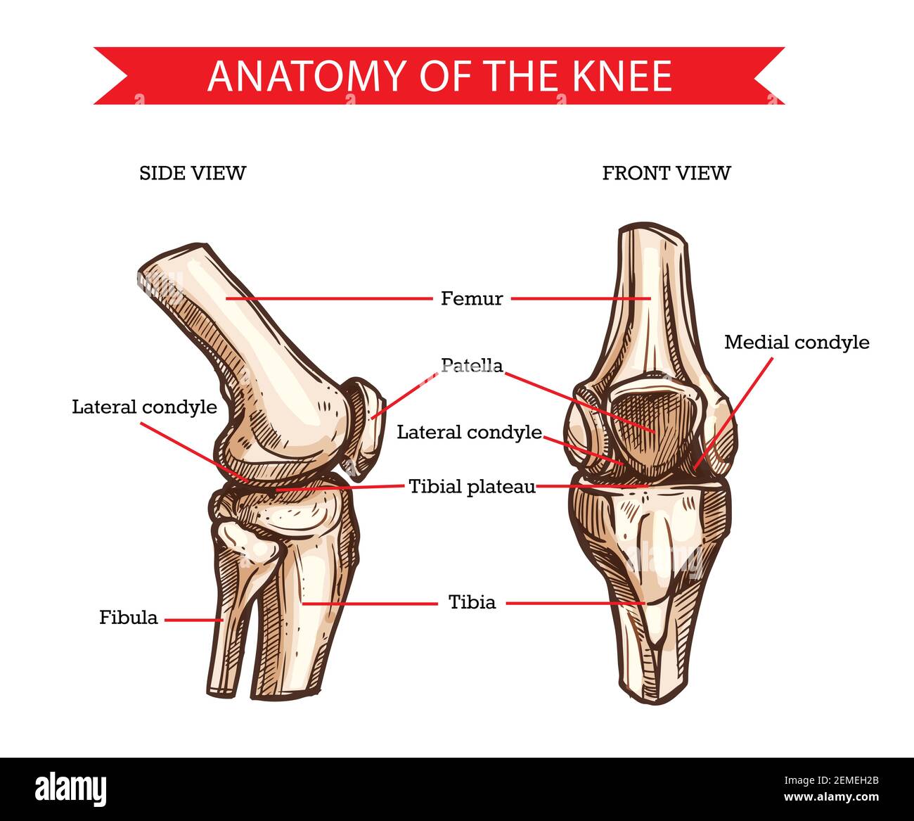 Anatomía de la rodilla humana vector croquis de los huesos de la pierna y  articulación, diseño de la medicina. Vista lateral y frontal de los huesos  de la rodilla, fémur dibujado a