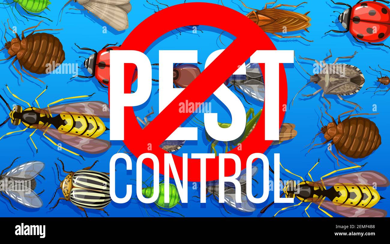 Servicio de desinsectación de control de plagas. Cartel de vectores con  insectos y signo de prohibición. Insecto estinky, pulgas y moscas con  avispa, mariquita con paravela de cucaracha Imagen Vector de stock -