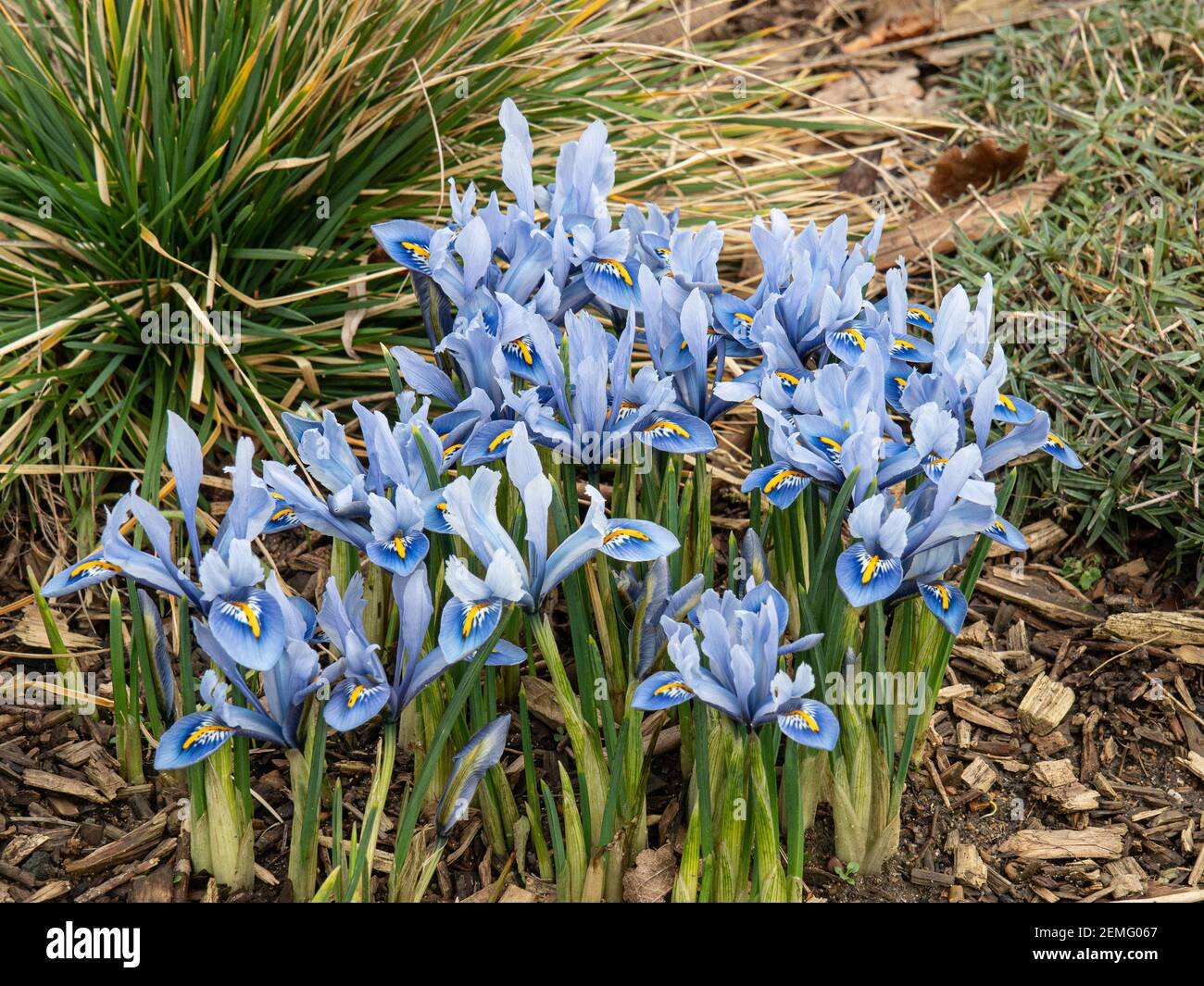 Un parche florido de la enana Iris reticulata Alida con características flores de color azul claro Foto de stock