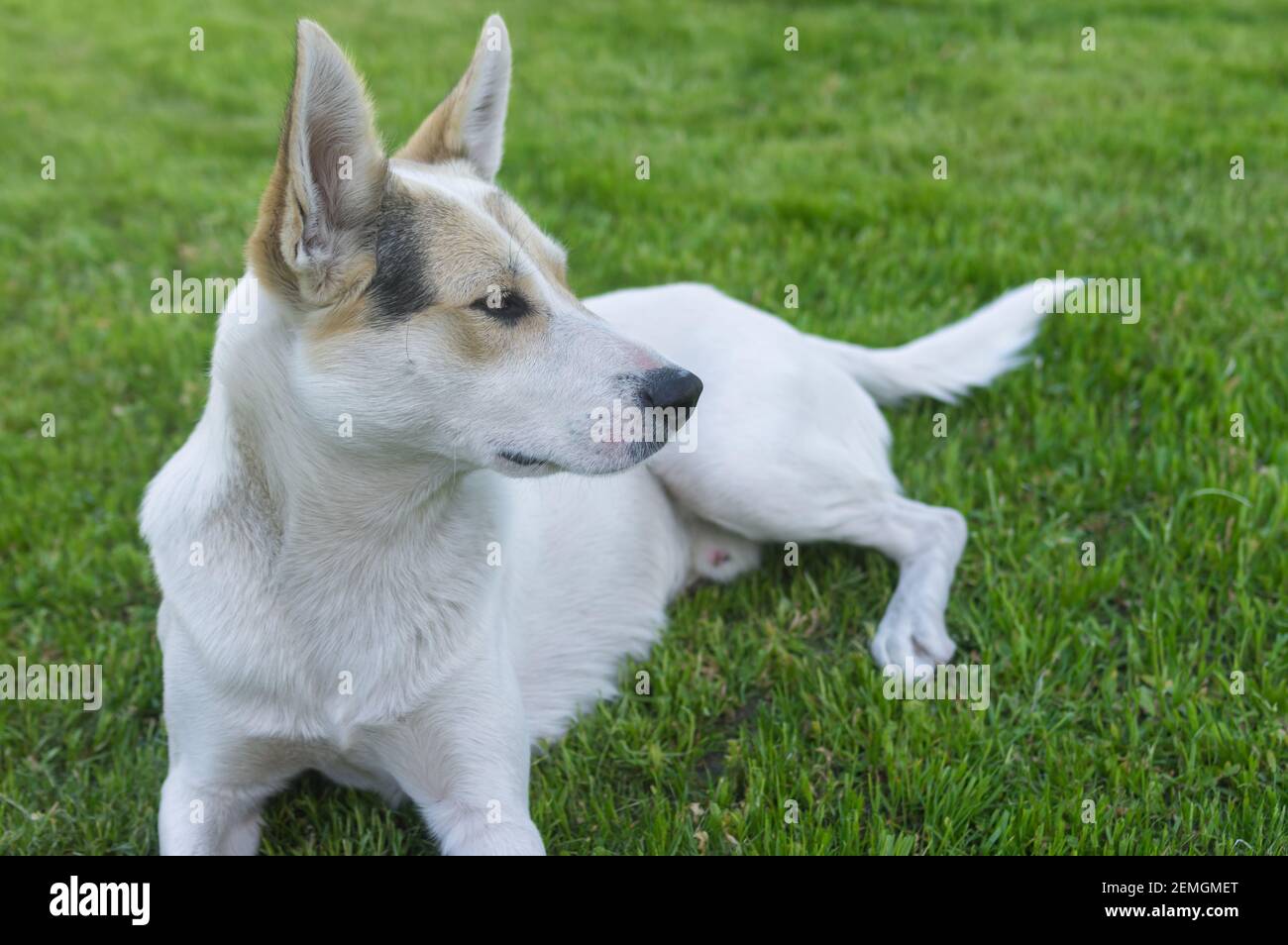 Retrato exterior (vista lateral) de raza cruzada de caza y perro norteño  acostado en un verde laewn Fotografía de stock - Alamy