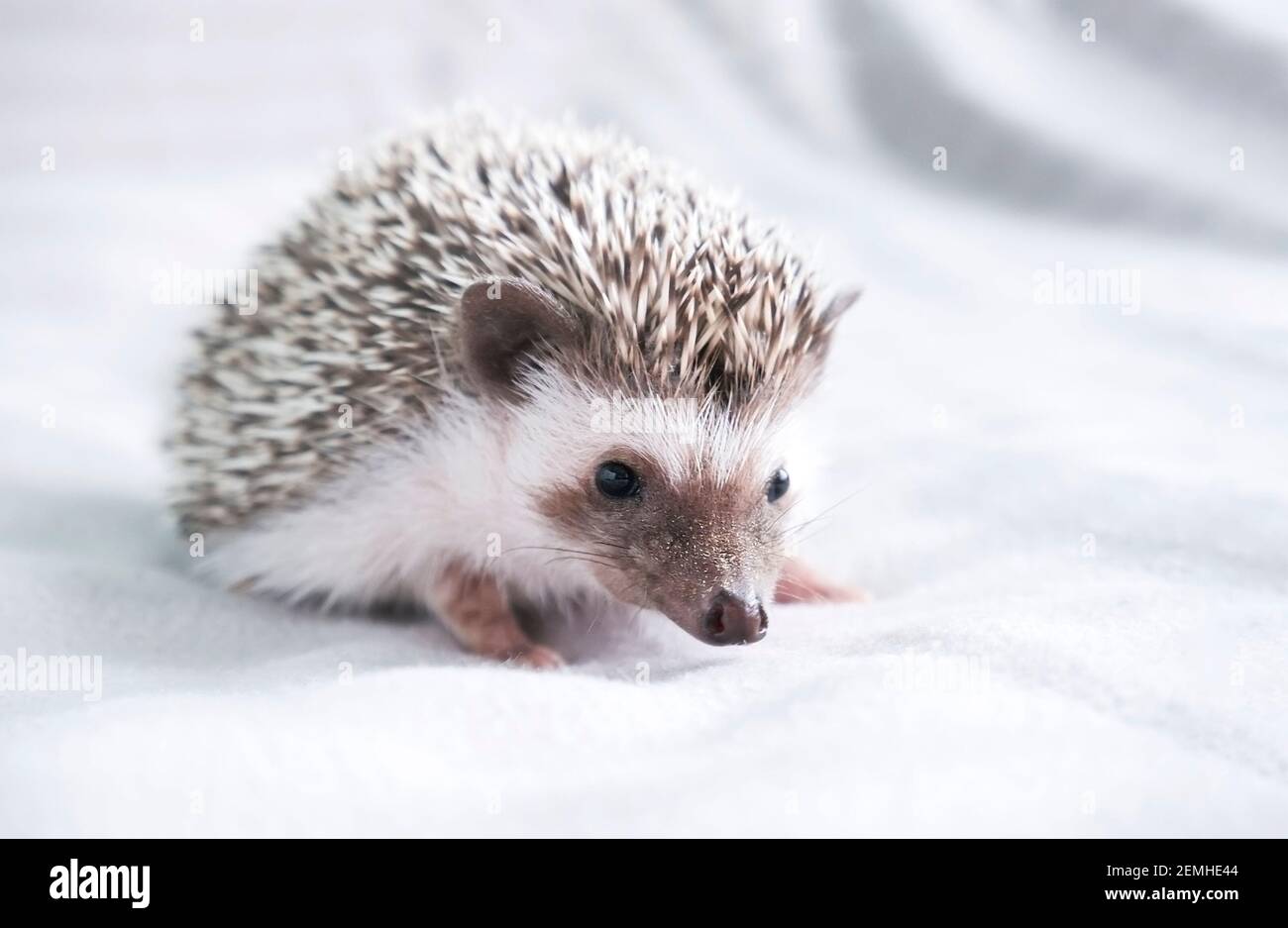 Enano decorativo africano hedgehog en casa. Hedgehog como mascota. Foto horizontal con poca profundidad de campo y enfoque selectivo. Foto de alta calidad Foto de stock