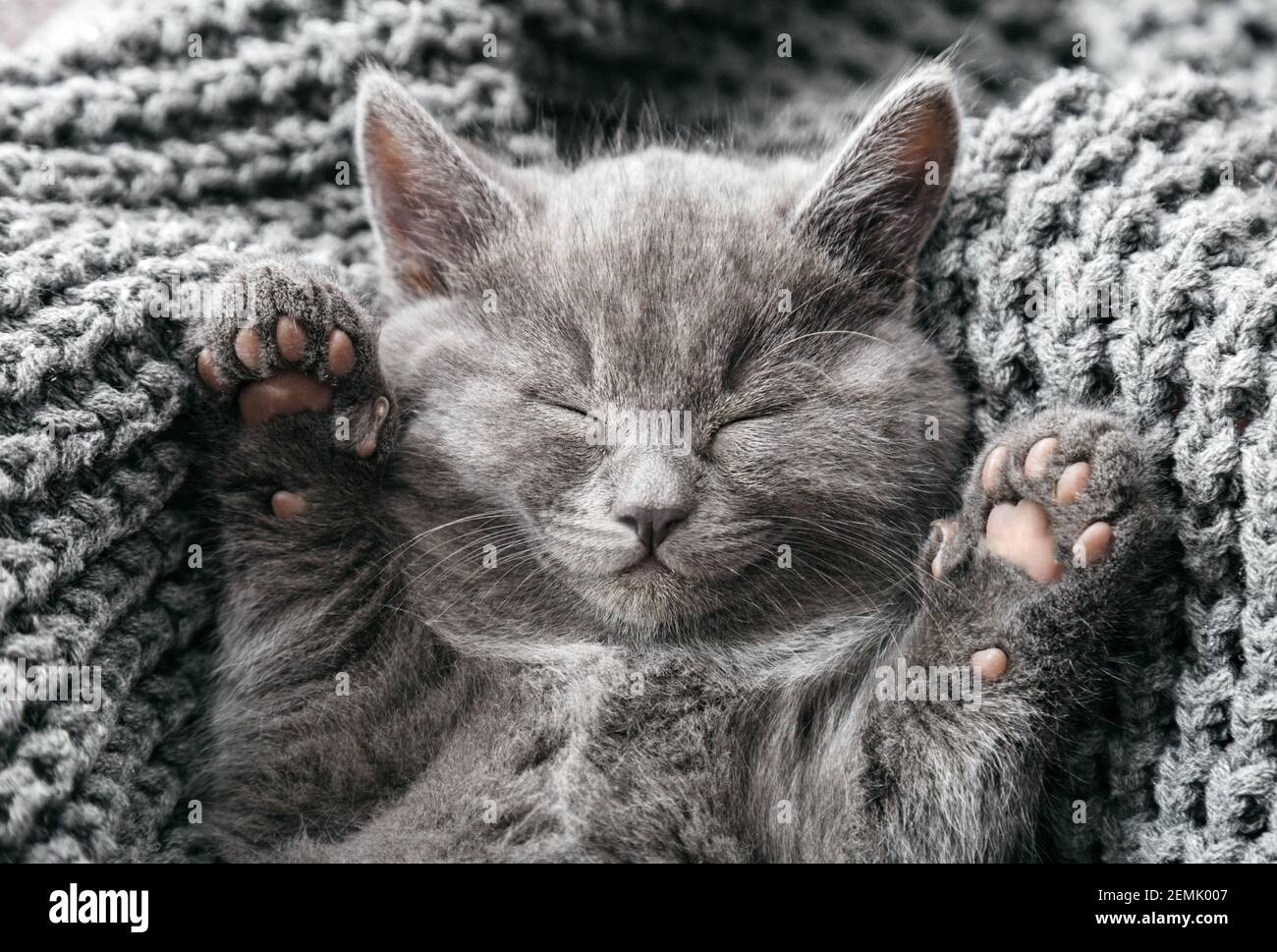 Gatito Relajarse Fotos E Imagenes De Stock Pagina 9 Alamy