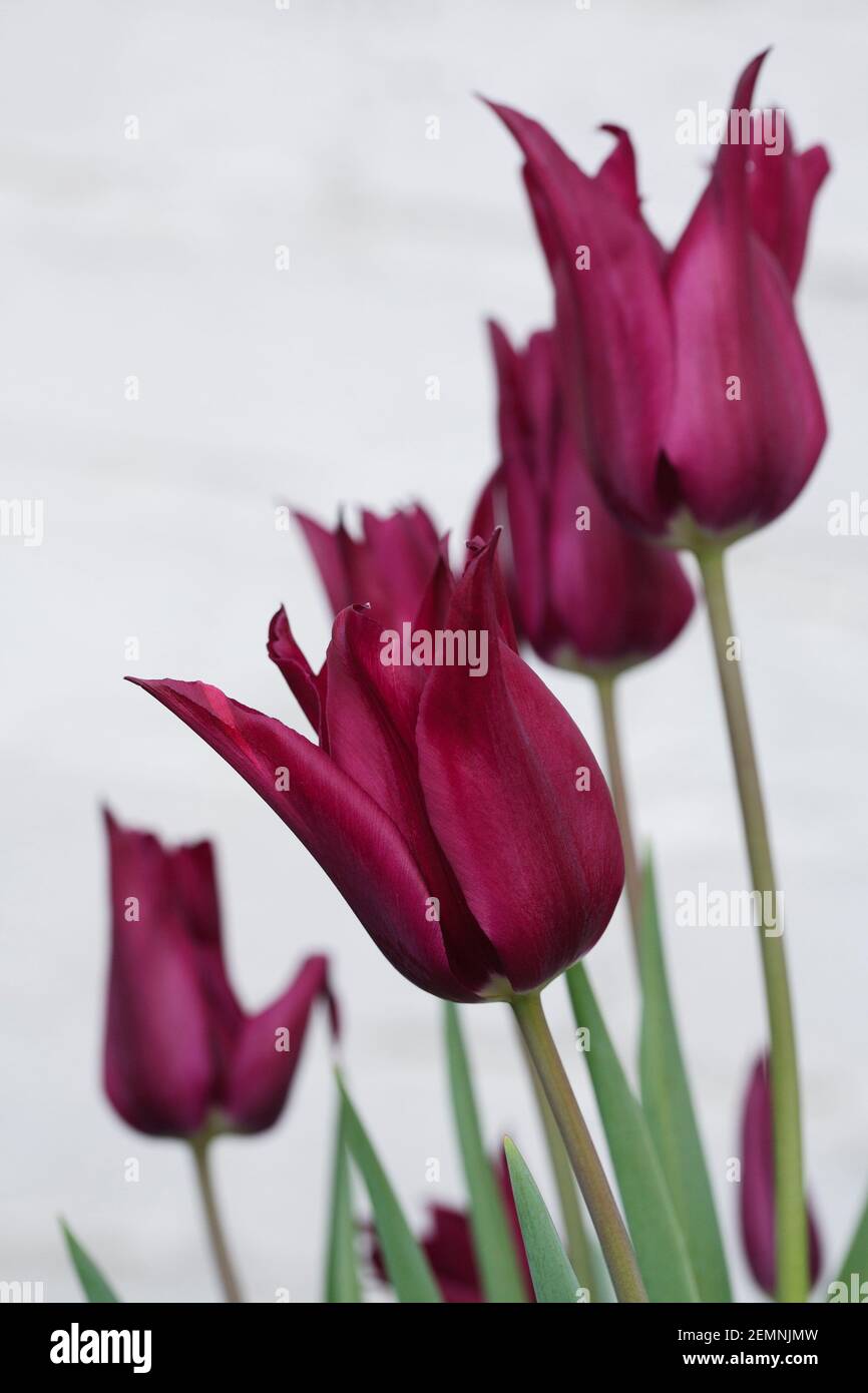 Tulipa 'sueño púrpura' flor. Foto de stock