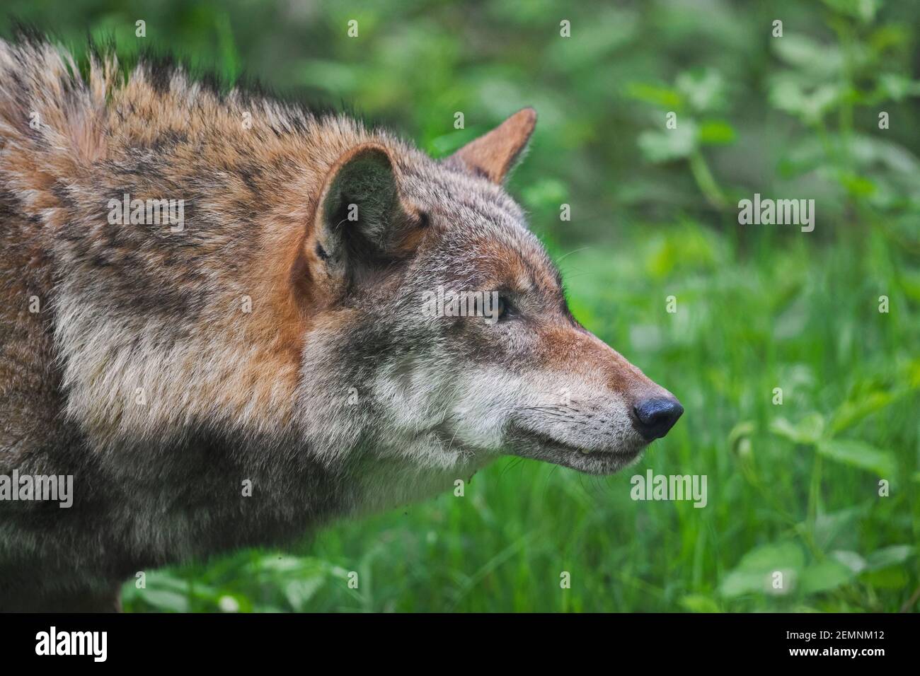 Lobos con presa fotografías e imágenes de alta resolución - Alamy