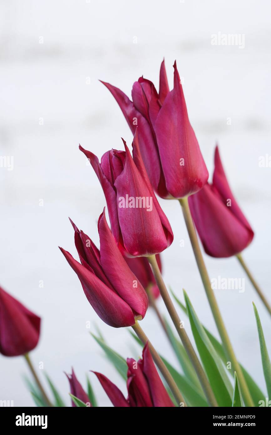 Tulipa 'sueño púrpura' flor. Foto de stock
