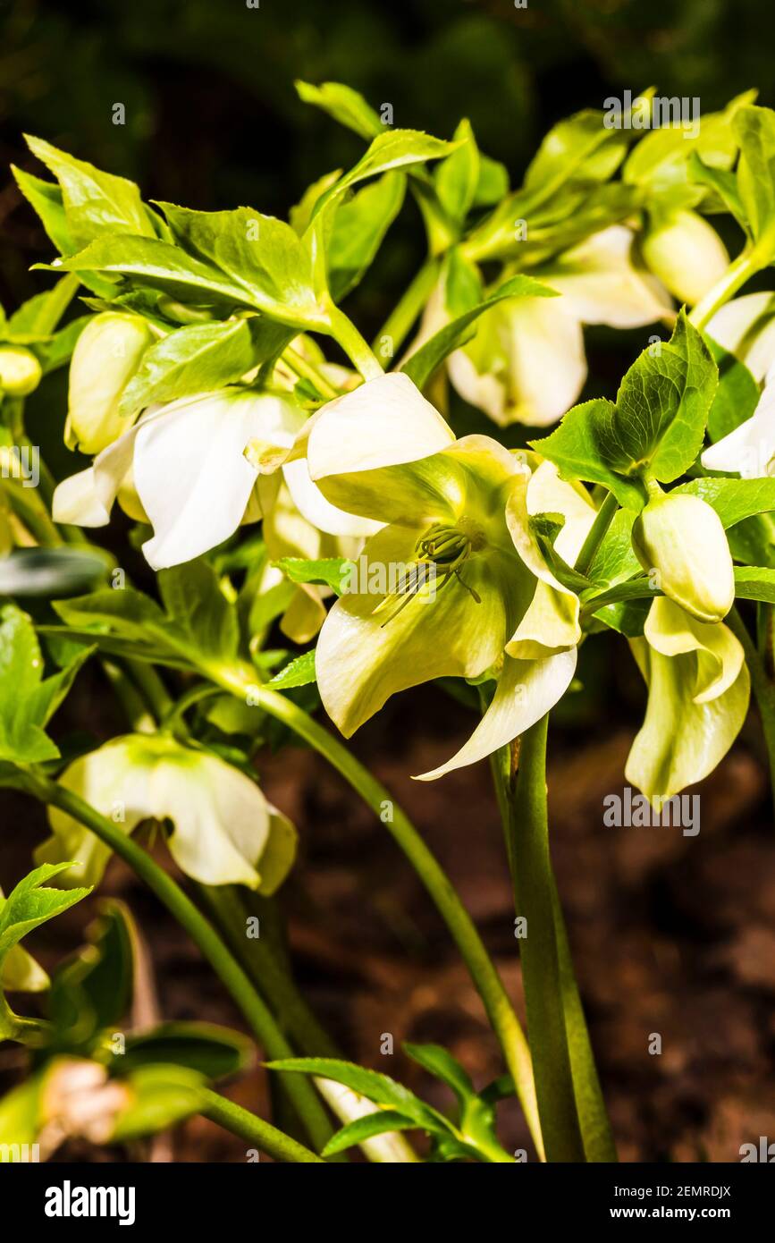 Primer plano de Helleborus orientalis blanco en un jardín del norte de Londres en invierno, Londres, Reino Unido Foto de stock