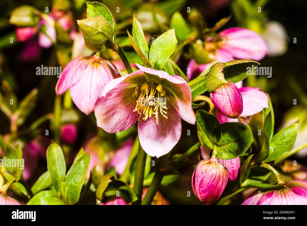 Primer plano de Helleborus orientalis púrpura en un jardín del norte de Londres en invierno, Londres, Reino Unido Foto de stock