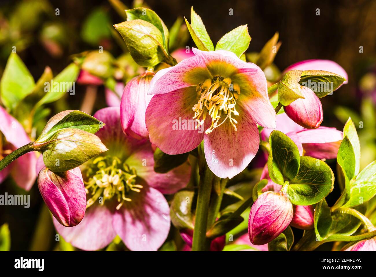 Primer plano de Helleborus orientalis rosa en un jardín del norte de Londres en invierno, Londres, Reino Unido Foto de stock