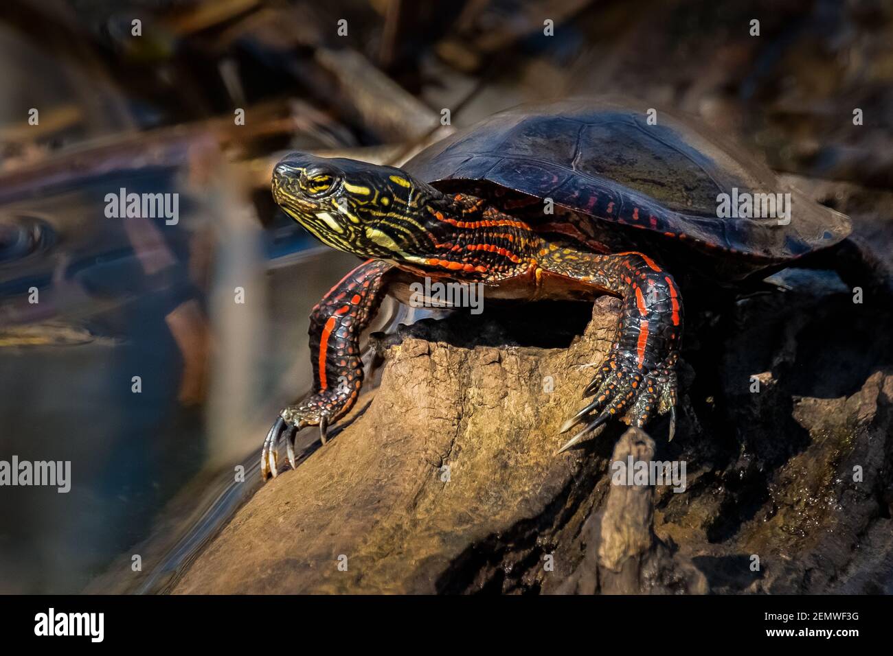 Una tortuga pintada macho (Chrysemys picta) tomando el sol de primavera en un tronco en el pantano. Foto de stock