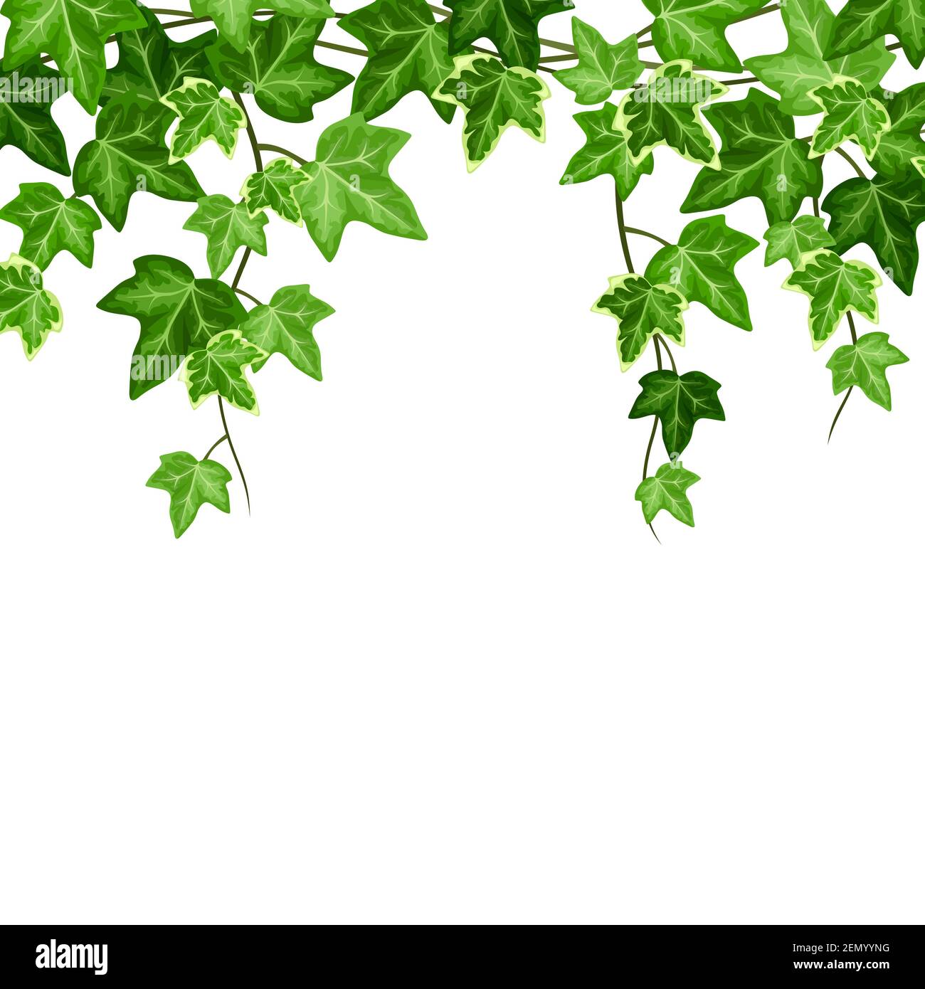Fondo vectorial con hiedra verde colgante (hedera Helix Imagen Vector