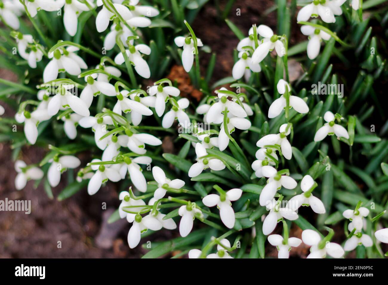 Primavera. Vista superior. Snowdrop flores de primavera en un claro en el bosque. Snowdrop, símbolo de la primavera. Galanthus, Galanthus nivalis. Primer plano Foto de stock