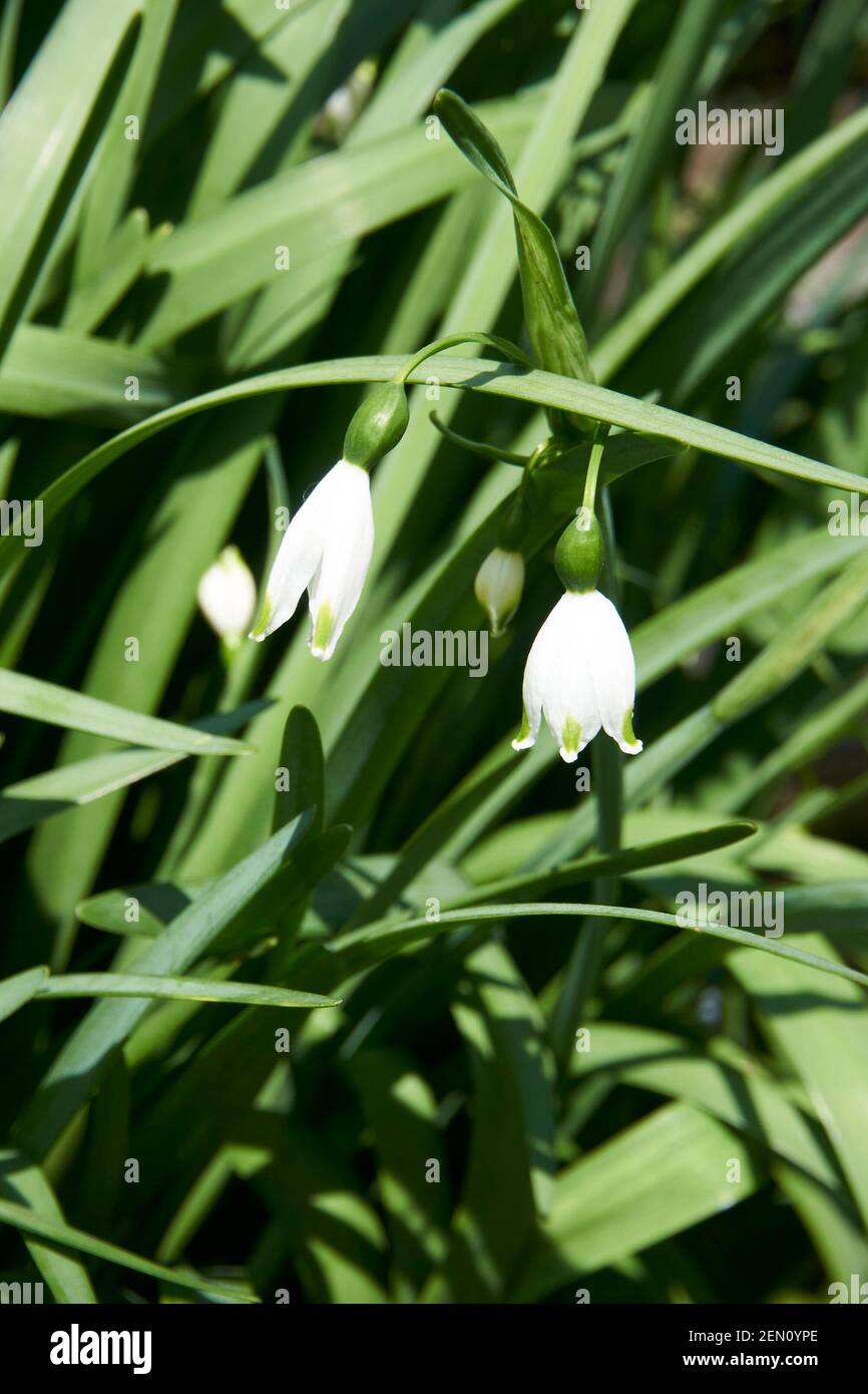 Flores en forma de gota fotografías e imágenes de alta resolución - Alamy