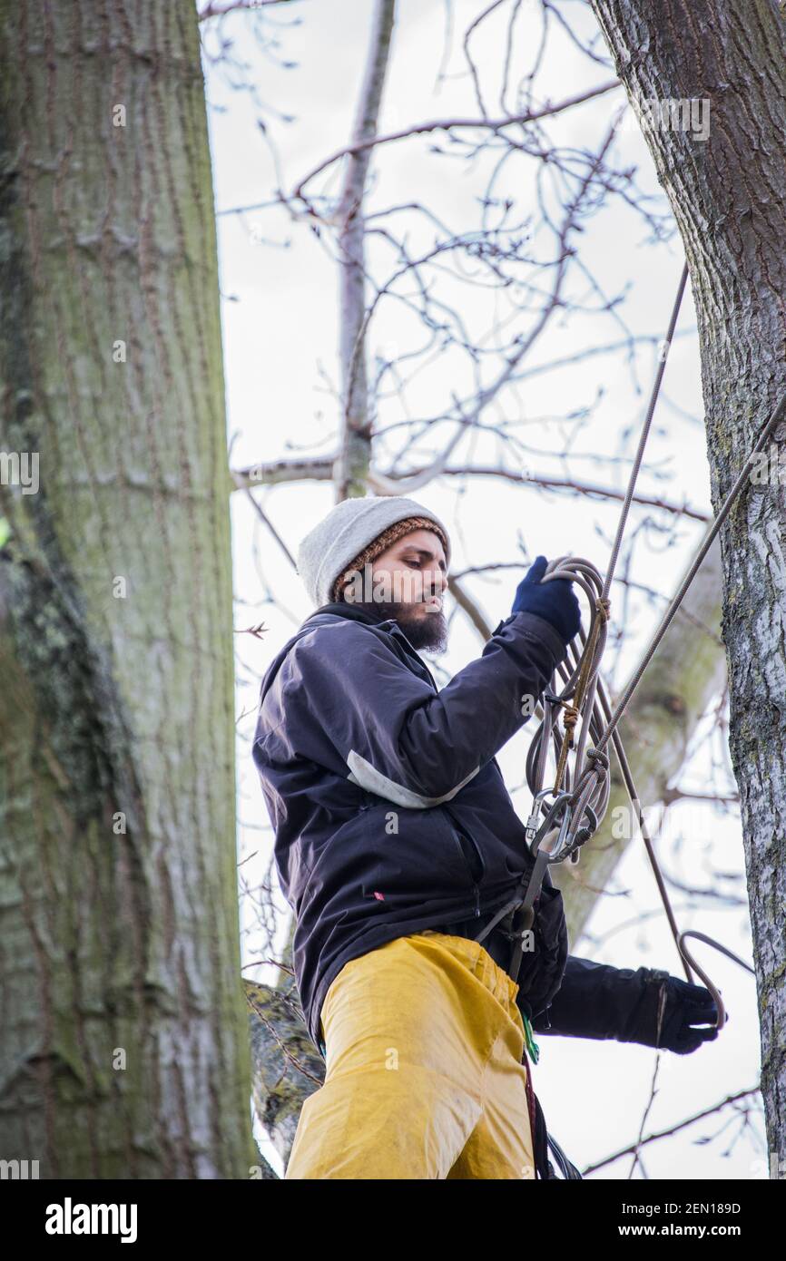 Londres, Reino Unido. 23rd de febrero de 2021. El activista ambiental Marcus Decker, de 32 años, sube para comprobar el estado de un nido de aves. Es el segundo día de “sentarse en los árboles” en los Jardines de York de Londres, Battersea, donde tres activistas ocuparon un álamo negro de 100 años de antigüedad para salvarlo de la tala, durante la noche entre el 21st y el 22nd de febrero. El árbol debía cortarse para dar paso a un nuevo cable eléctrico, parte del plan de regeneración de viviendas locales por el concejo y Taylor Wimpey Homes. Por lo general, la presencia de nidos de aves activos es una razón suficiente para detener o retrasar la tala de árboles. Foto de stock