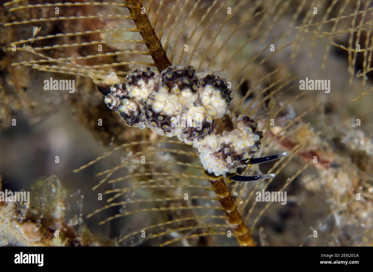Doto nudibranch, doto sp, sobre Hydroid, clase Hydrozoa, sitio de buceo Bulakan Slope, Seraya, Karangasem, Bali, Indonesia, Océano Índico Foto de stock