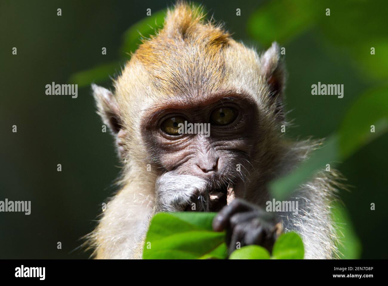 Macaque de cola larga (Macaca fascicularis) un macaque de cola larga con un fondo verde natural Foto de stock