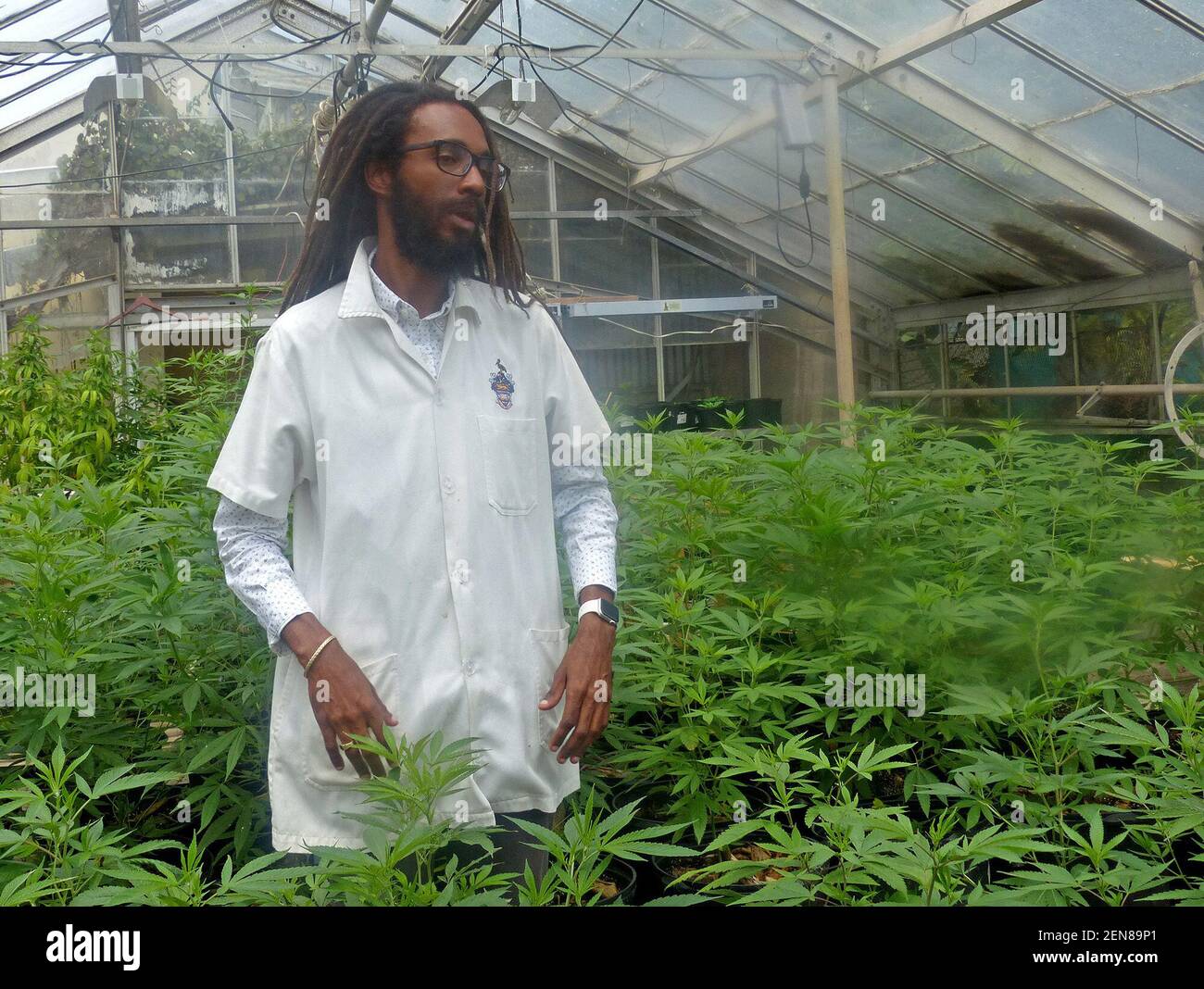 Machel Emanuel tiene un invernadero en el campus de la Universidad West Indies Mona, donde lleda a cabo investigaciones sobre las cepas de la marihuana. (Foto de Jacqueline Charles/Miami Herald/TNS/Sipa USA) Foto de stock