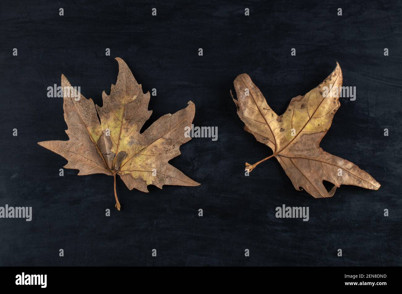 Hojas De Parra Secas Fotos e Imágenes de stock Alamy