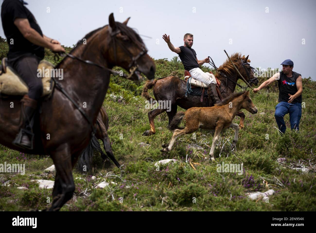 Los aldeanos redondean a los caballos salvajes para su festival anual rapa  das bedas (domando de las bestias) en Estrada. Los caballos salvajes son  capturados desde las colinas y llevados hasta el