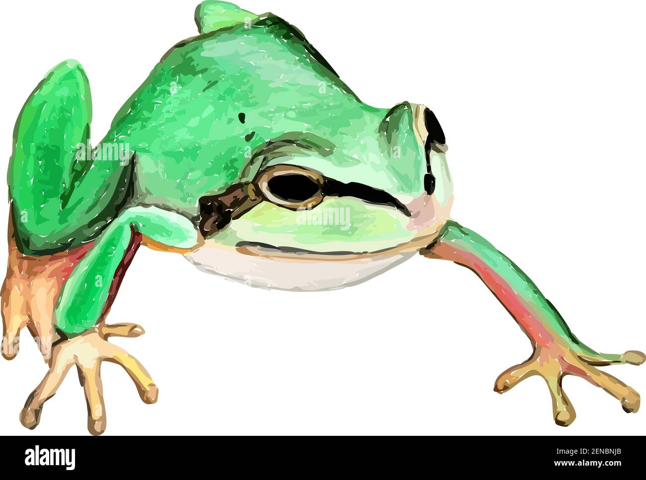 Rana saltando ilustración fotografías e imágenes de alta resolución - Alamy Rana saltando ilustración fotografías e imágenes de alta resolución - Alamy