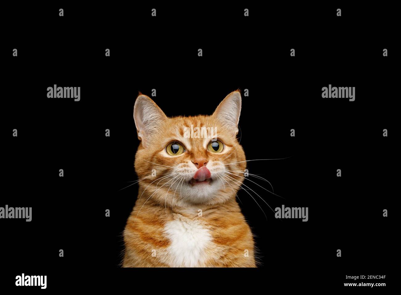 Retrato divertido de gato de jengibre patada sobre fondo negro aislado Foto de stock
