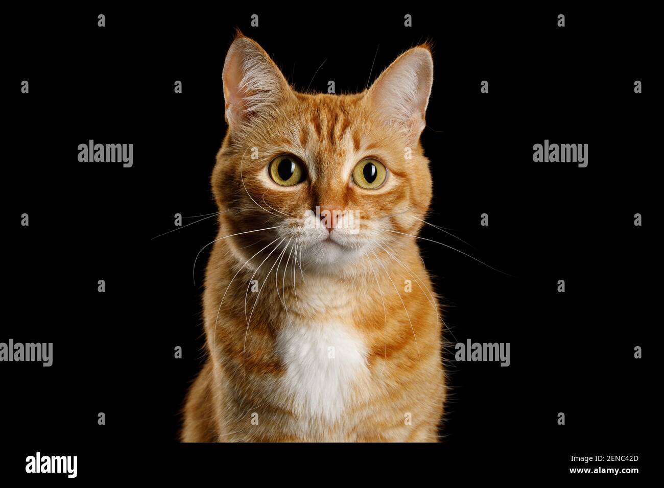 Lindo retrato de Ginger Gato mirando en el fondo negro aislado Foto de stock