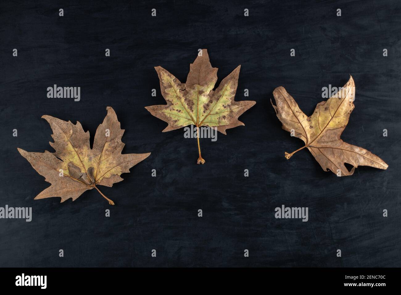 Hojas De Parra Secas Fotos e Imágenes de stock Alamy