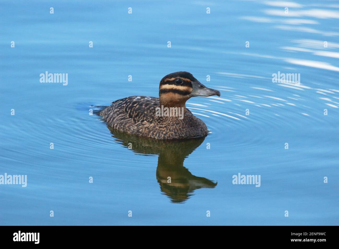Pato Enmascarado Fotos E Imagenes De Stock Alamy