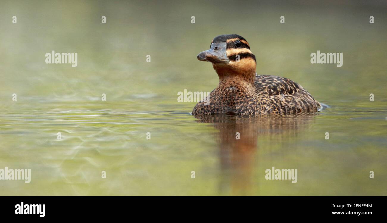 Pato enmascarado (Nomonyx dominicus), hembra adulta nadando en un estanque de primavera con fondo de agua suave y hermoso. Gran día mundial Caracas, Venezuela Foto de stock
