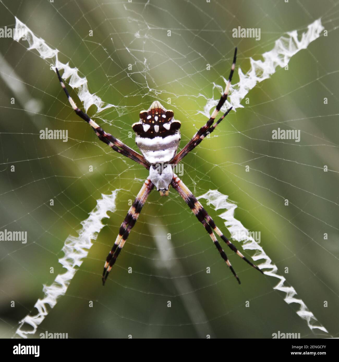 Una araña argentata argiope en una tela Foto de stock