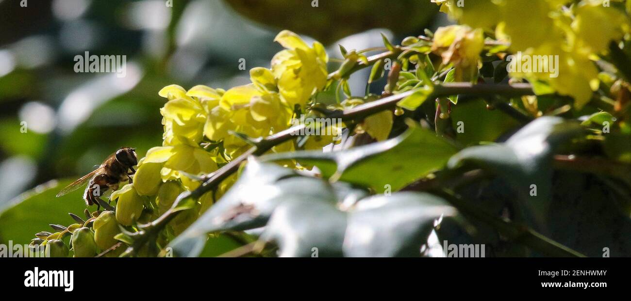 Magheralin, Condado de Armagh, Irlanda del Norte. 26 de febrero de 2021. El tiempo en el Reino Unido - un largo día soleado pero frío fuera del sol. Una abeja solitaria en un arbusto amarillo con flores de invierno, mahonia. Crédito: CAZIMB/Alamy Live News. Foto de stock
